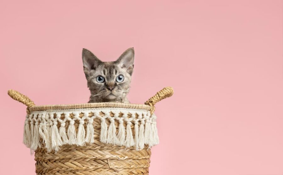 Aménager un coin détente pour son chat : idées déco simples et efficaces