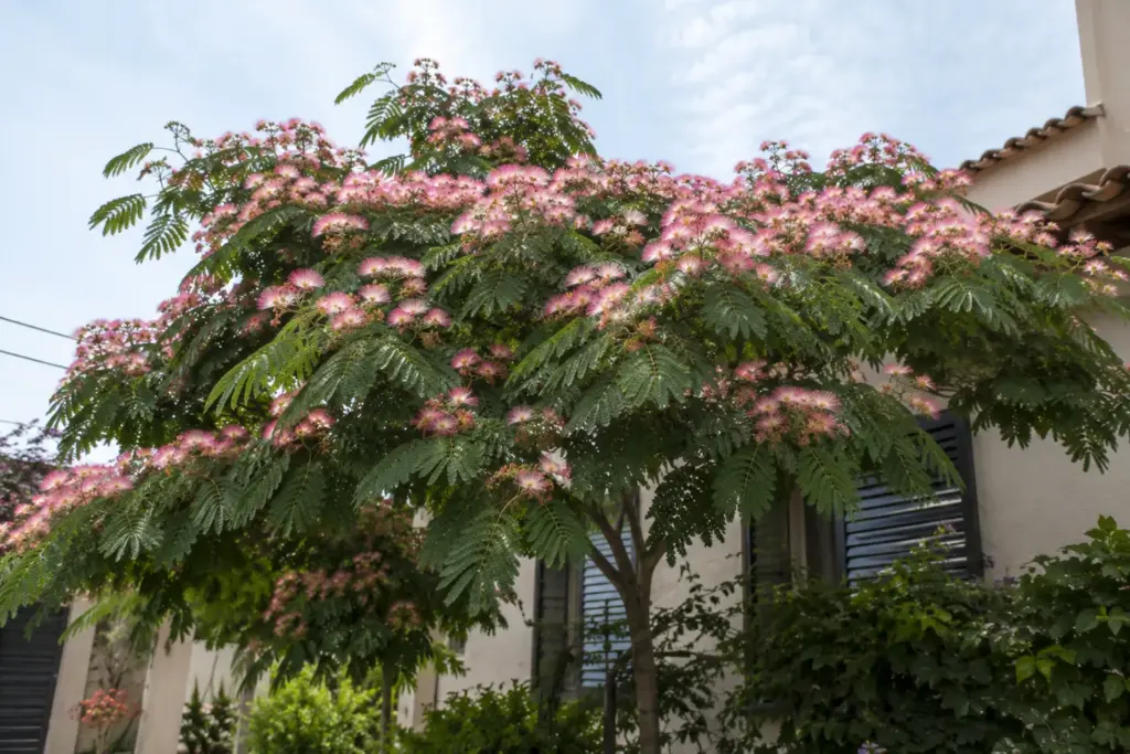 un albizia