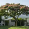 un grand albizia fait de l'ombre dans un jardin