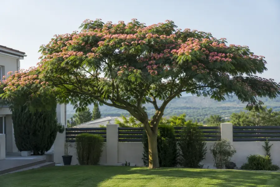 Bien choisir son albizia : quelle vari&eacute;t&eacute; pour quel jardin et quel climat