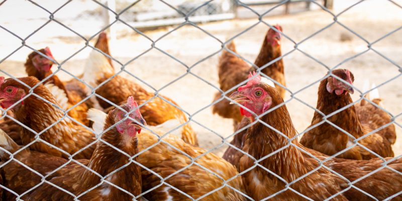 Tout savoir sur le grillage à poule pour la sécurité de vos animaux