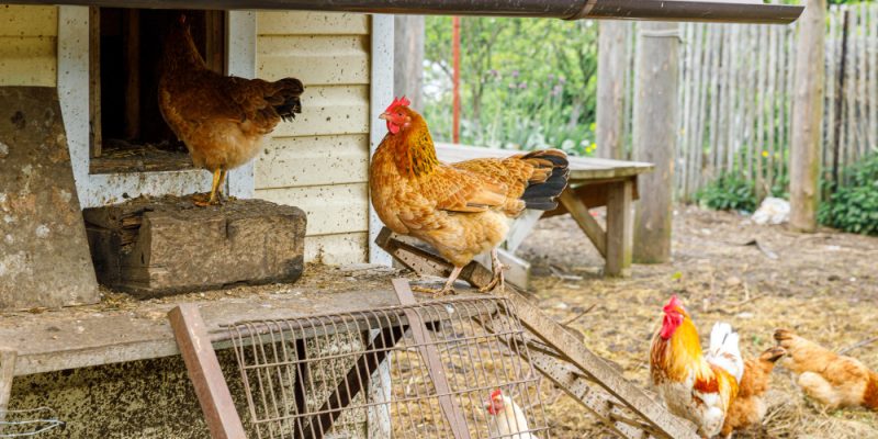 Créez le perchoir idéal pour vos poules : conseils et astuces