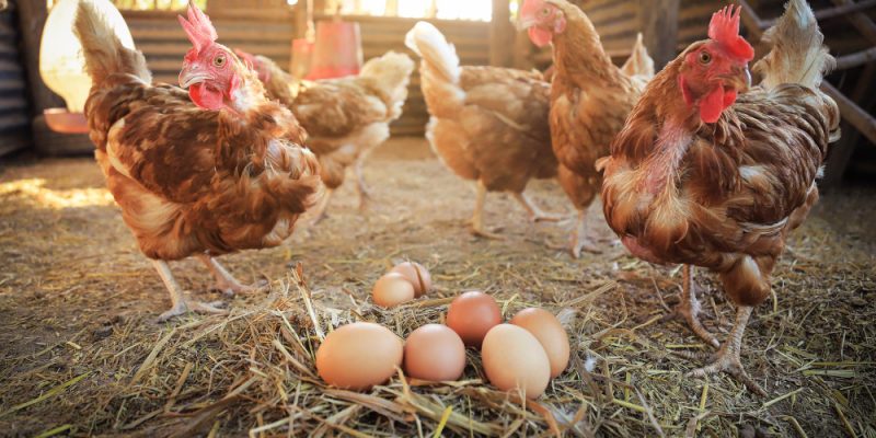 Le pondoir de poulailler idéal : Un espace confortable, hygiénique et productif pour vos poules pondeuses
